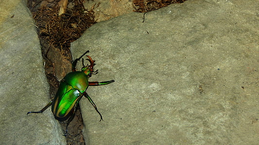 Escarabajo de la, insectos, naturaleza, belleza, Broucek, temas de animales, un animal
