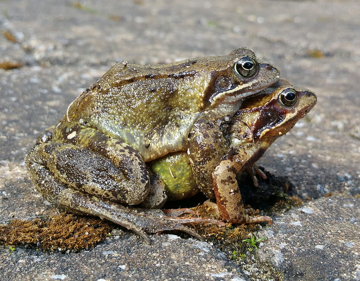 žaba, priroda