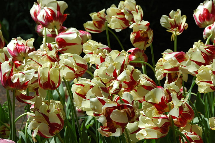 tulipes, fleur, Holland