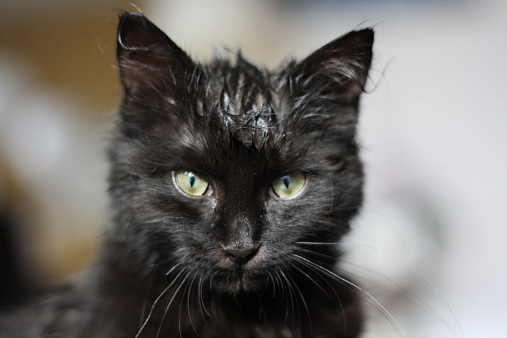 mačka, mačiatko, čierna, mokré, kyslá
