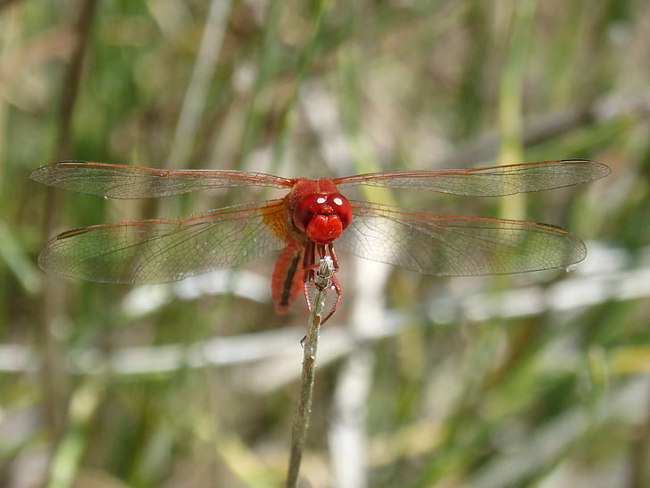 libélula roja, rama frontal, detalle, Erythraea Erythraea, humedal, insecto volador, insecto con alas