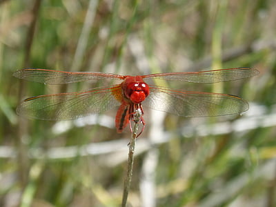 Rode waterjuffer, voorste tak, detail, Erythraea crocothemis, Wetland, vliegende insecten, gevleugelde insecten