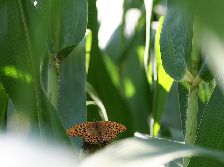 Motyl, kukurydza, pozostawia, skrzydła, liści, zielony, Natura