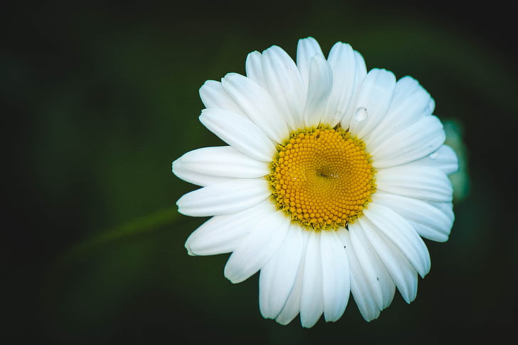 Daisy, fleur, fleurs d’été, camomille, fleurs, été, fleurs blanches