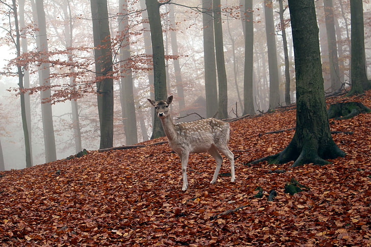 le chevreuil, sauvage, automne, nature, Forest, animal