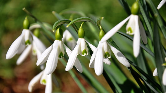spring, flower, nature, snowdrop, plant, close-up, green Color