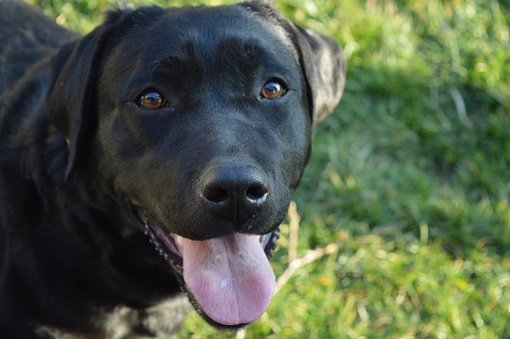 Labrador, gos, lleialtat, l'amor, negre, animal, quatre potes