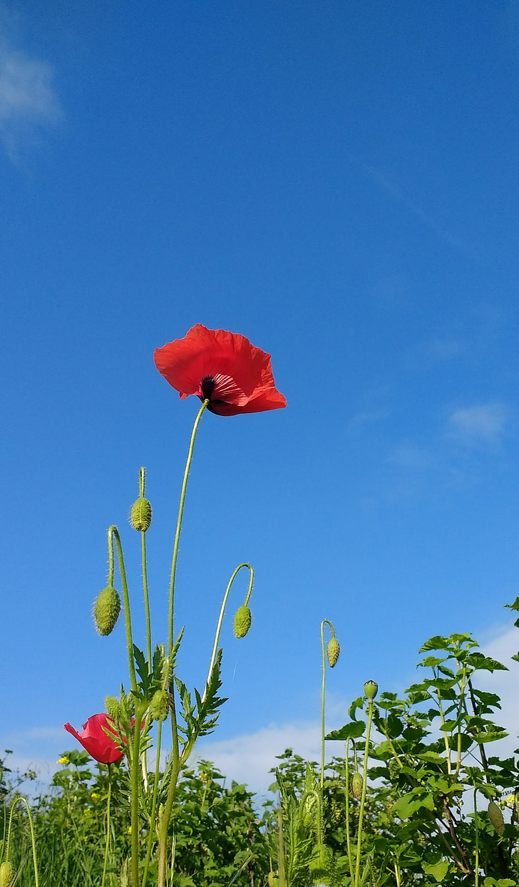 flower, poppy, sky, blue sky, red flower, spring, meadow