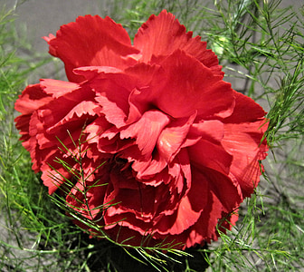 garofano rosso, felce, giardino, fiore