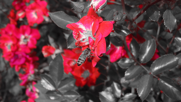 flower, red, bee, nature, floral, summer, garden
