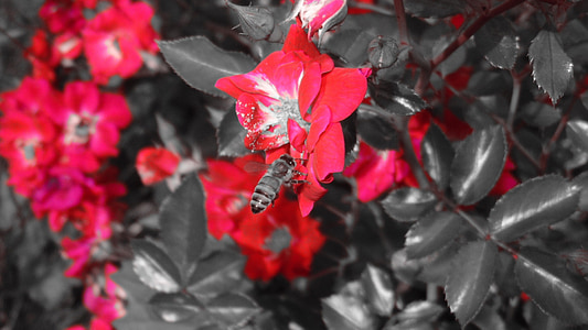 blomst, rød, Bee, natur, blomstermotiver, sommer, haven