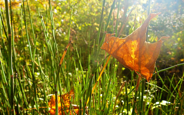 frunze, iarba, buruieni, lumina soarelui, verde, toamna, iarba de şarpe