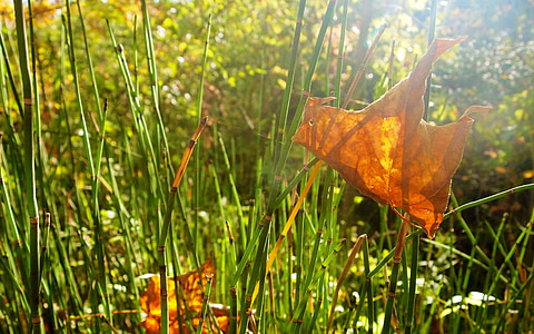folha, grama, ervas daninhas, luz do sol, verde, Outono, cobra de grama