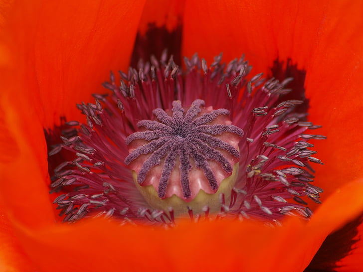 Poppy, tyrkisk poppy, Oriental poppy, hagearbeid poppy, perenn-mohn, brann-mohn, blomst
