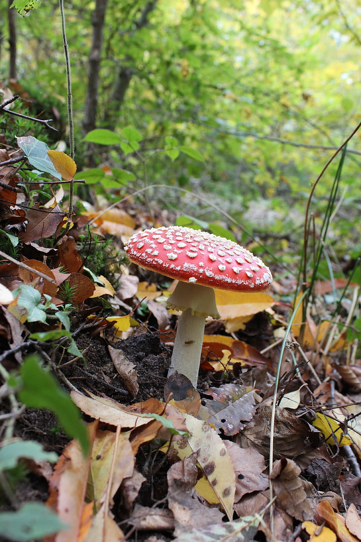 amanita, fungus, forest, poison, red hat
