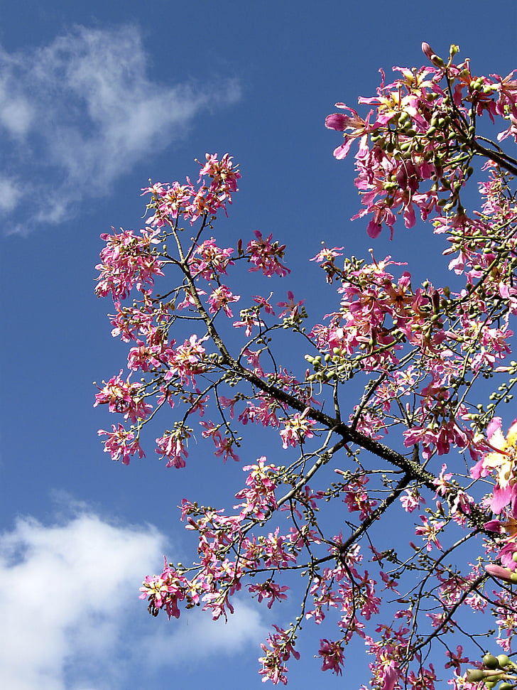 sky, tree, apple blossom, summer, outdoor, nature, pink Color