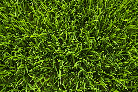 草, グリーン, 草原, ジューシーです, フリッシュ, 自然, 草