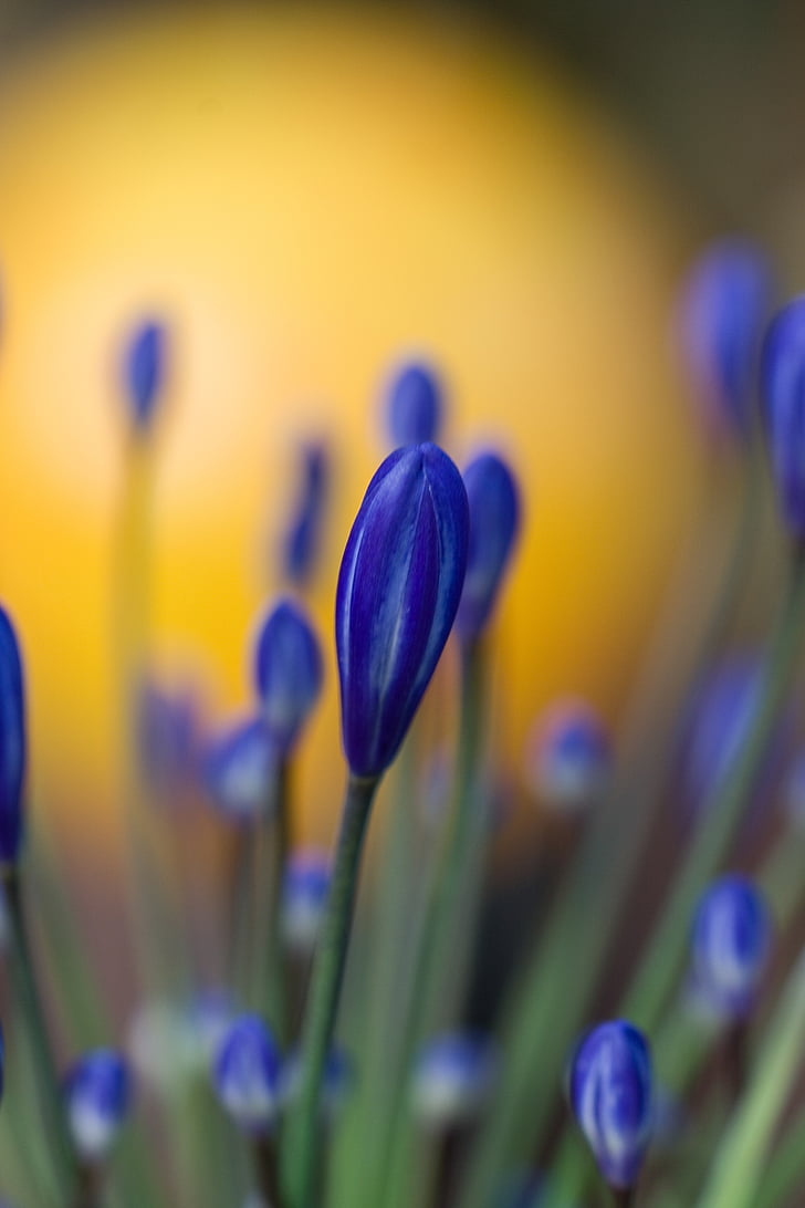Blumen, Blau, Blume, Anlage, Garten, in der Nähe, blaue Blüte
