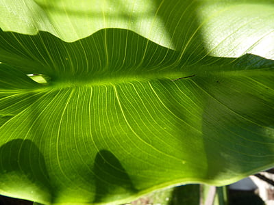 leaf, macro, nature