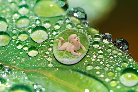 nhỏ giọt, nước, giọt nước, lá, màu xanh lá cây, vĩ mô, em bé