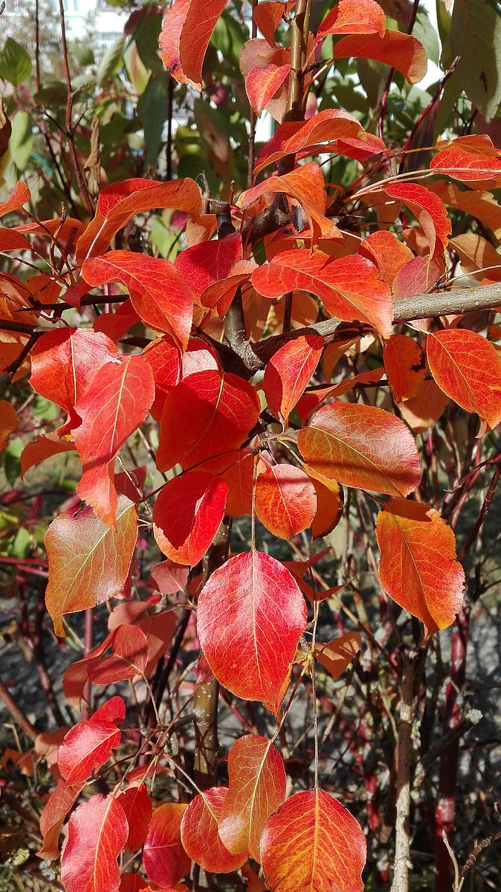dedaunan, musim gugur, merah