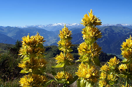 keltainen katkeroa, Gentiana lutea, Blossom, Bloom, kukka, keltainen, Gentian