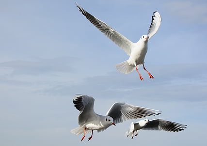 gulls, bird, fly, dom, sky, lake, feather