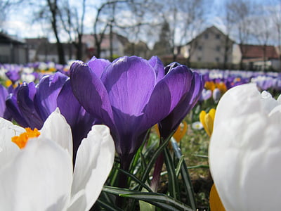 Crocus, primavera, Frühlingsanfang, fiore, viola, fiori, bianco