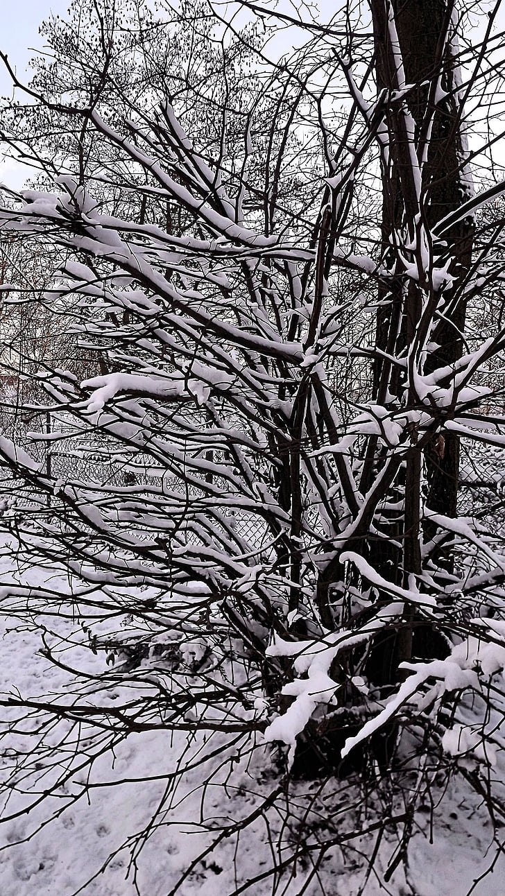 zimné, sneh, zasnežené, za studena, stromy