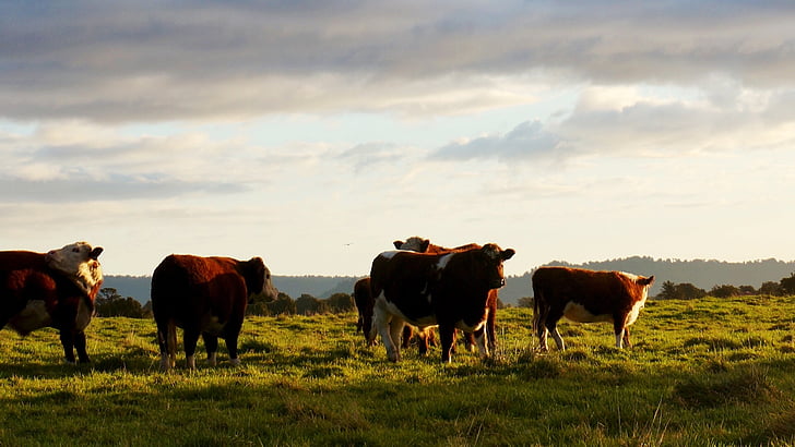 cattle, sunset landscape, landscape, sunset, cow, farm, countryside