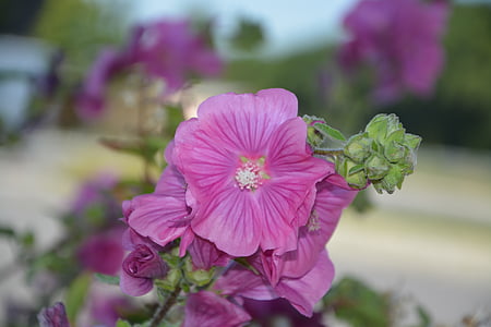 blomster, rosa, natur, hage, Jardiniere, kronblad, insekt