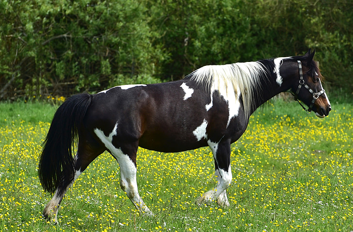 cavall, les pastures, acoblament, natura, herba, animal, blanc de negre