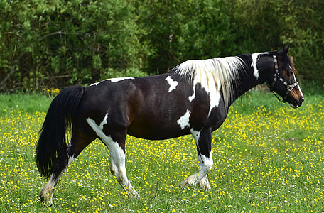 кон, пасища, съединител, природата, трева, животните, Черно бели