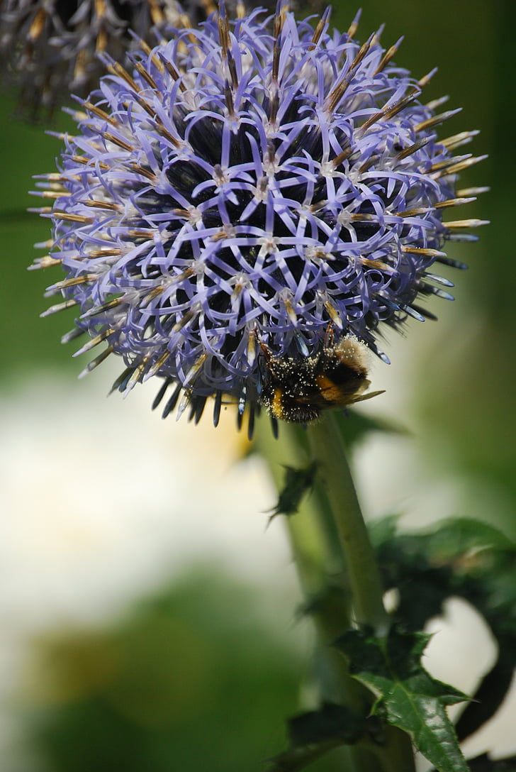 bee, flora, flower, plant, pollen