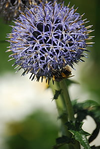 abeille, flore, fleur, plante, pollen