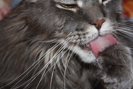 gatto, lingua, baffi, muso, leccare, il naso, gattino