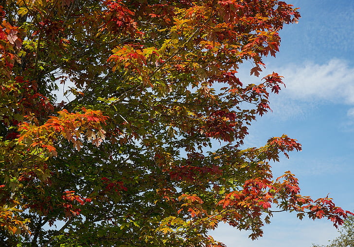 hojas de arce, hojas, árbol de arce, otoño, caída, colorido, naturaleza