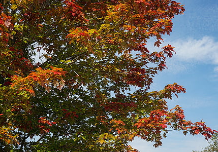 Javorové listy, listy, Javor, podzim, na podzim, barevné, Příroda
