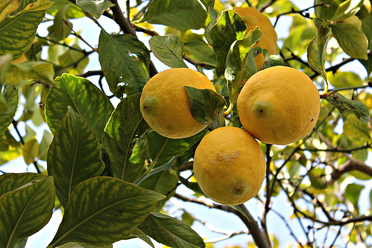 Lime, Zitrone, Obst, mediterranen Früchten, Obstbaum, Orangenblüten, gelb