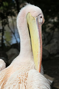 pelican, wildlife, bird, beak, nature, animal, pelecanus