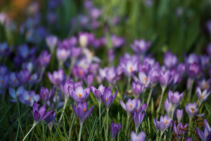 Crocus, Iridaceae, violeta, primavera, Semana Santa, flores, Prado de la flor