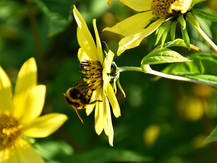 пчела, Блосъм, Блум, затвори, природата, цвете, насекоми
