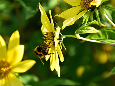 蜜蜂, 开花, 绽放, 关闭, 自然, 花, 昆虫