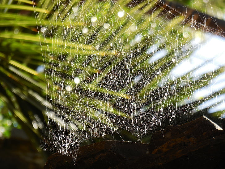 cobweb, plant, dewdrop, dew, close, cobwebs, morgentau