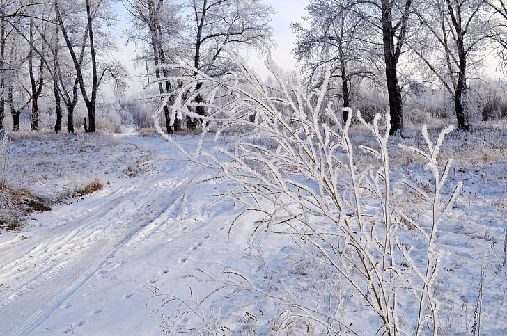 sneeuw, Frost, landschap, natuur, bomen, bos, sneeuw banken