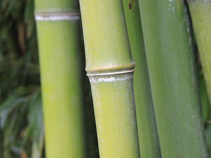 bambuko, gentis, žalia, miško, segmento
