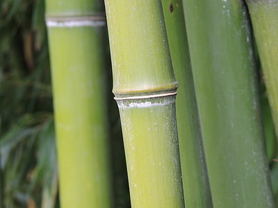 bambus, stammen, grønn, skog, segmentet