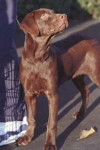 σκύλος, Λαμπραντόρ Ριτρίβερ, σοκολάτα, φίλε, κατοικίδιο ζώο, ο Πρόεδρος Κλίντον, κυνικός