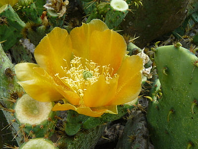 cactus, flower, yellow, desert, prickly, blossom, garden