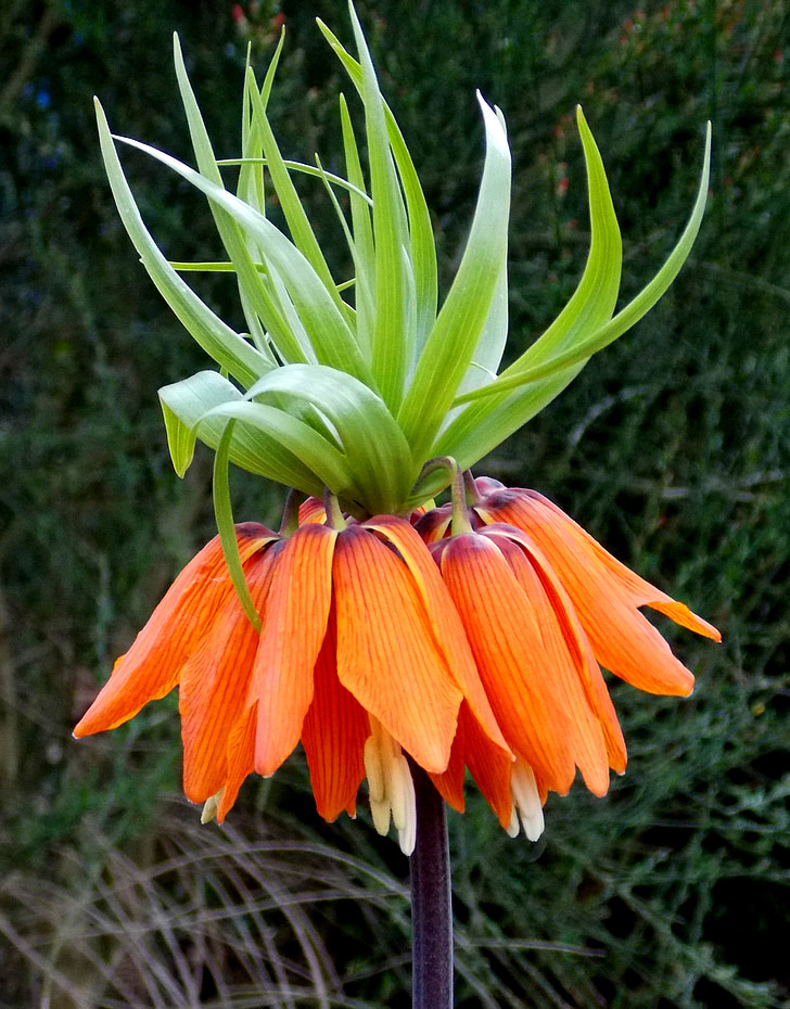 Coroa Imperial, família de Lily, planta herbácea, planta, Flora, planta ornamental, laranja